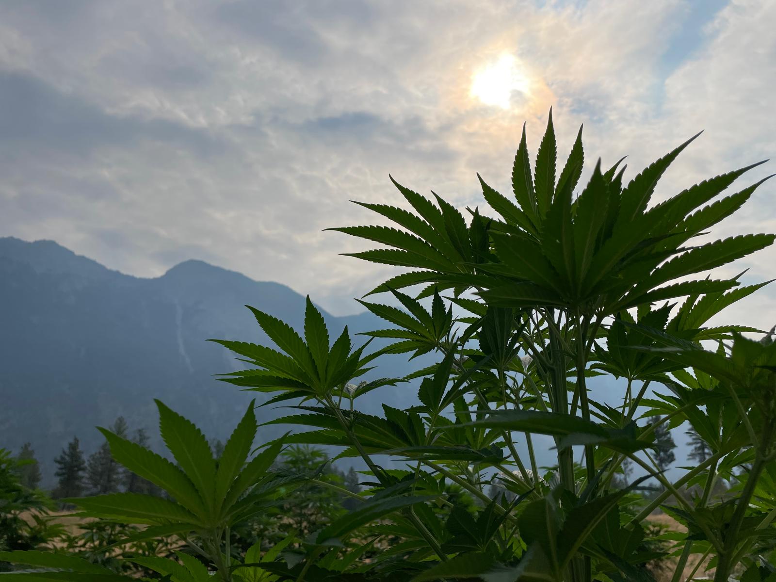 Co letos legálně zasadit? Buď originální, pěstuj legendu s příběhem. Pěstuj BC Bud!